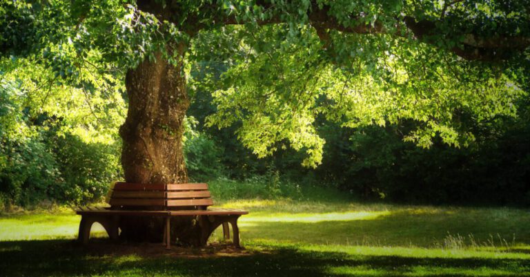 Standpunkt der Grünen Billerbeck zur Pflanzung einer Stiel-Eiche als Friedensbaum